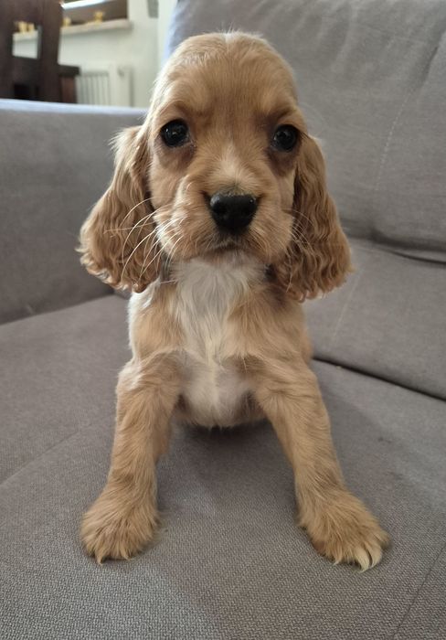 Cocker spaniel piesek Max