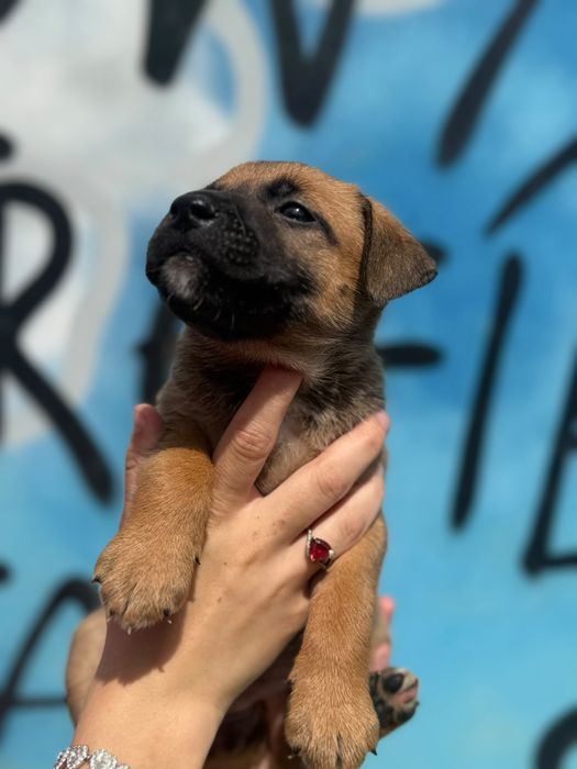 Suczka szczeniak do adopcji - Savana