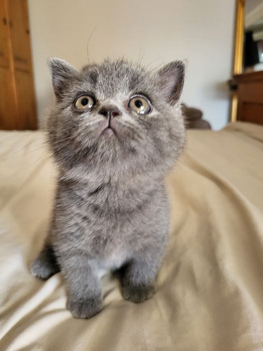 Kot Brytyjski z rodowodem