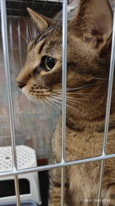 Отель Готель для котів (домашняя котогостиница) передержка