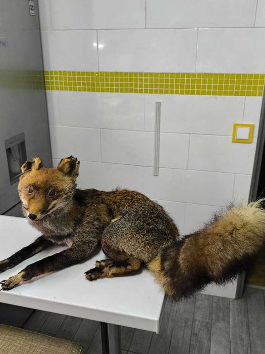 Raposa Embalsamada Bastante Real