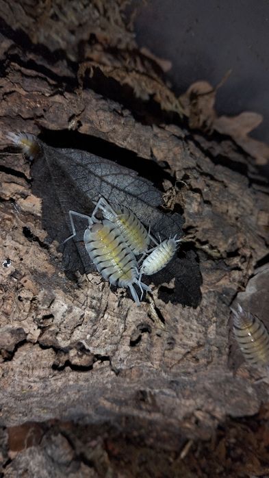 Isopods ( Bicho da Conta )