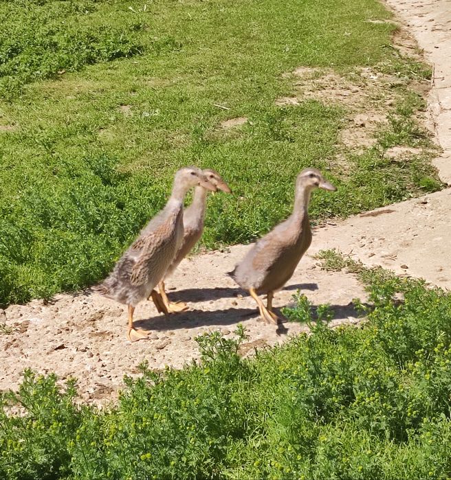 Sprzedam kaczki biegusy wyklute 14.05 i 14.06