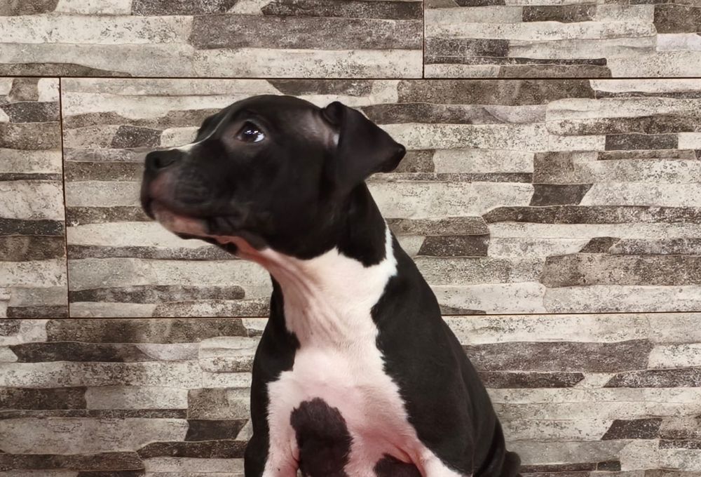 Fêmea American Staffordshire Terrier
