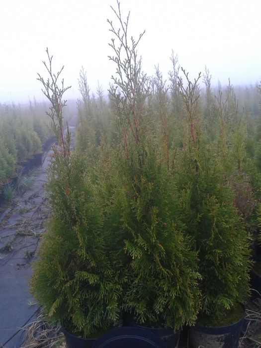 Thuja Smaragd wys  100-120 cm doniczka 3l