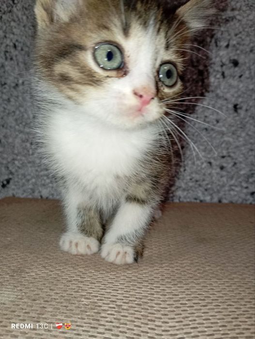 Маленькі комочки шукають дімВіддам безкоштовно в люблячу сім'ю.