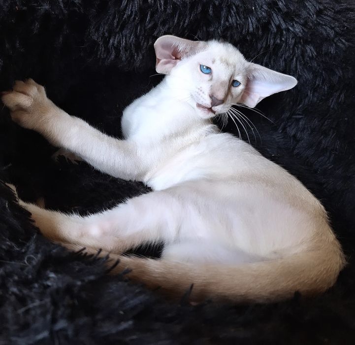 Ориентальные малыши