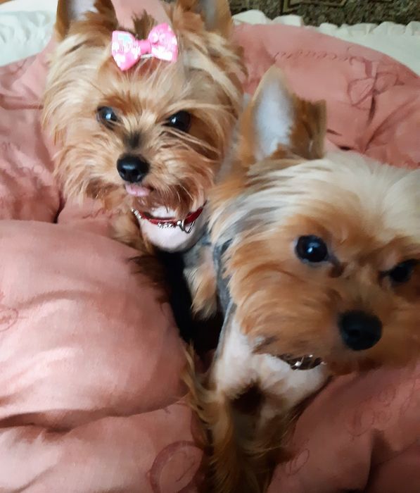 Вязка. Міні йорк