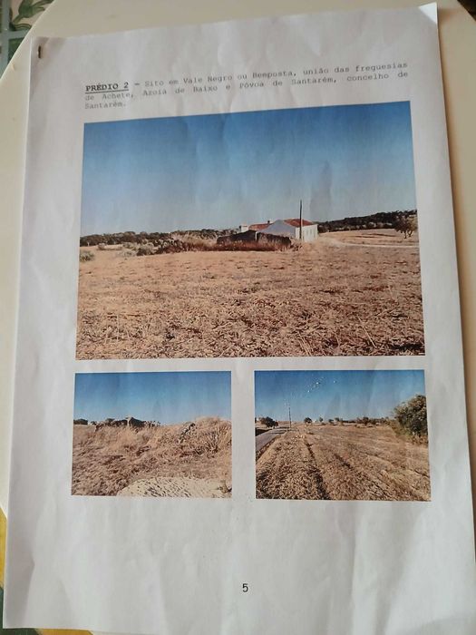 Terreno com olival  tradicional  14000 m2 e possibilidade de construção de  moradia com 140 m2
