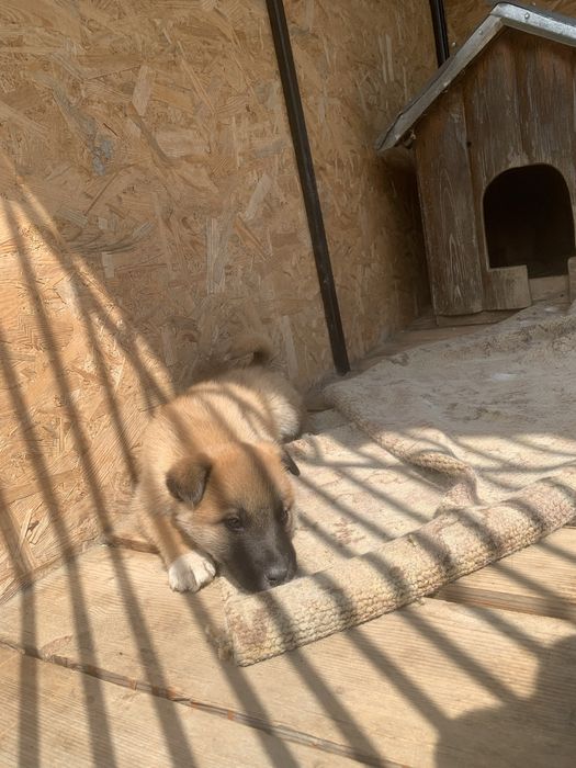 Віддам в добрі руки песика