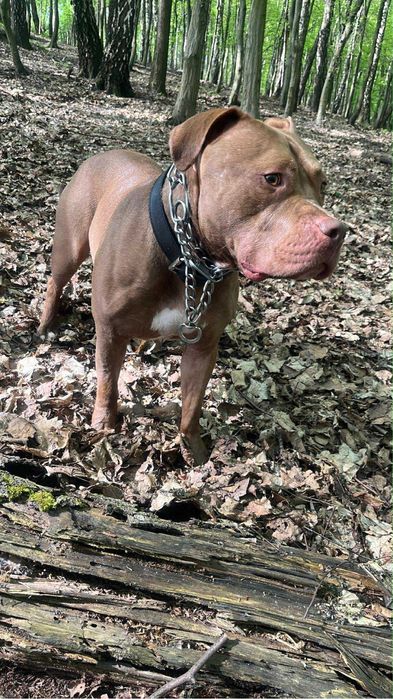 Oddam pitbulla red nose