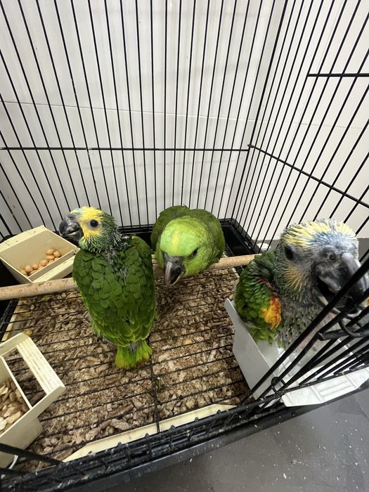 Papagaio amazona Aestiva aestiva