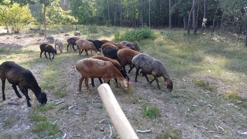 Продам молоді ягниці курдючної породи