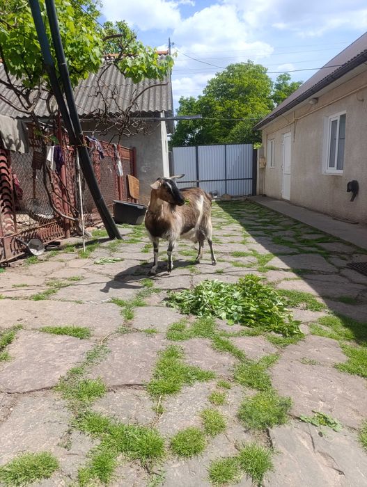 Продається коза після другого окоту