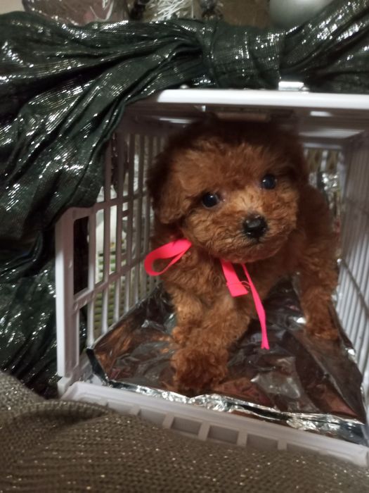 Різдвяне диво,може бути Вашим.