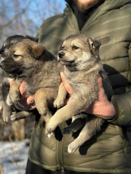 Маленькі дівчатка-ведмежатка чекають на своїх господарів.