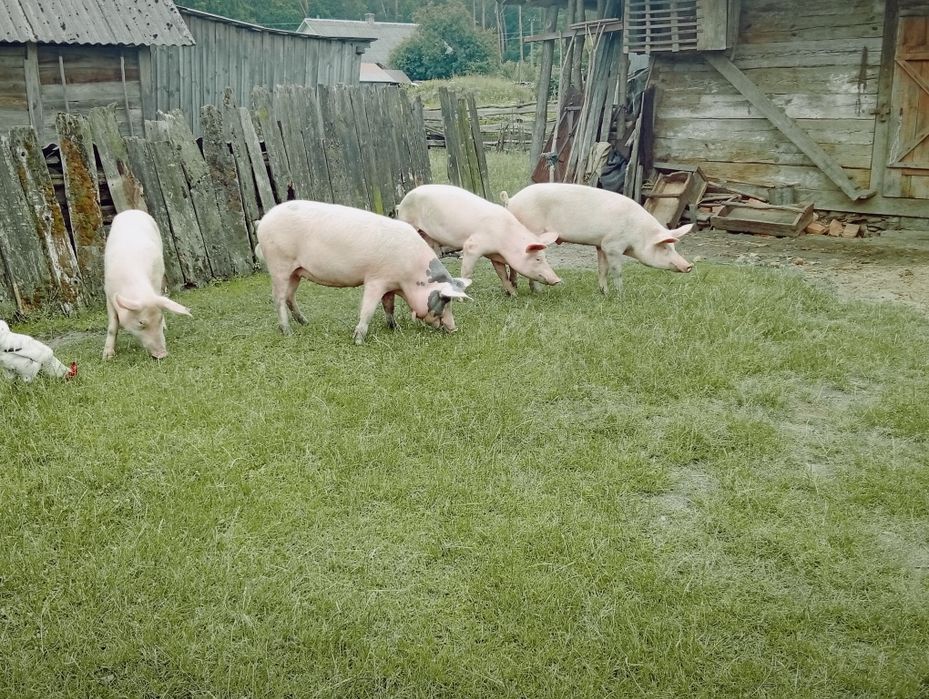 Продам свиней і поросят