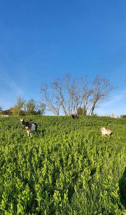 Кози,вівці,козенята