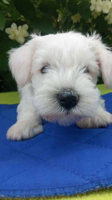 Хлопчик біленький зефірчик