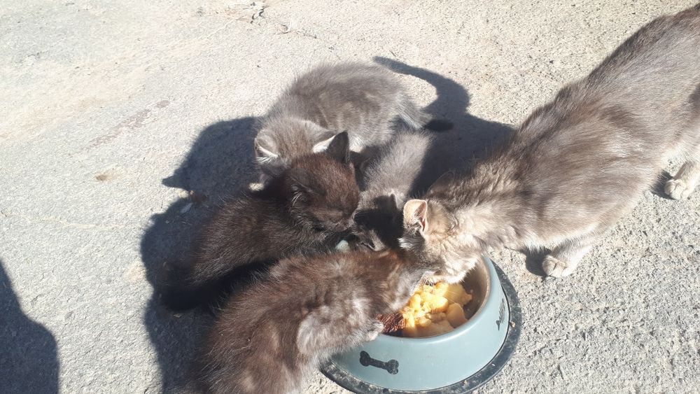Віддам котиків в добрі руки