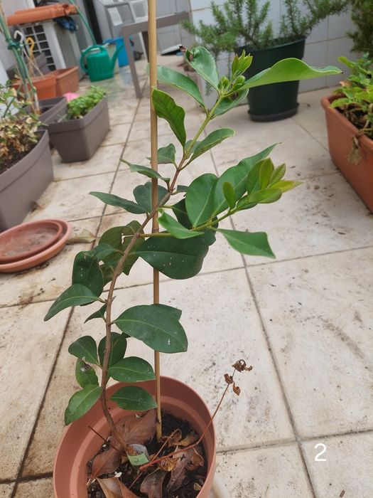 Araçás vermelhas e amarelas (árvores de fruto)