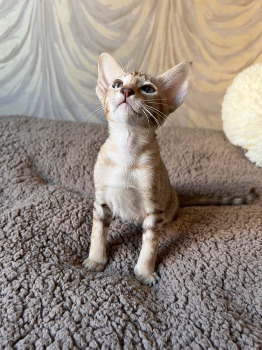 Орієнтальна тигрова дівчинка