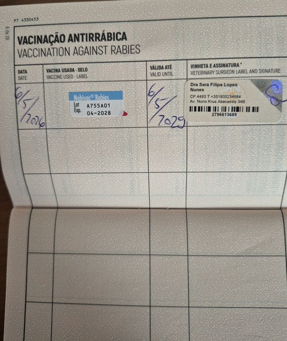 Spitz Alemão Anão Fêmea Mini 4 Meses Com LOP e Afixo Criadora Registada PT 30
