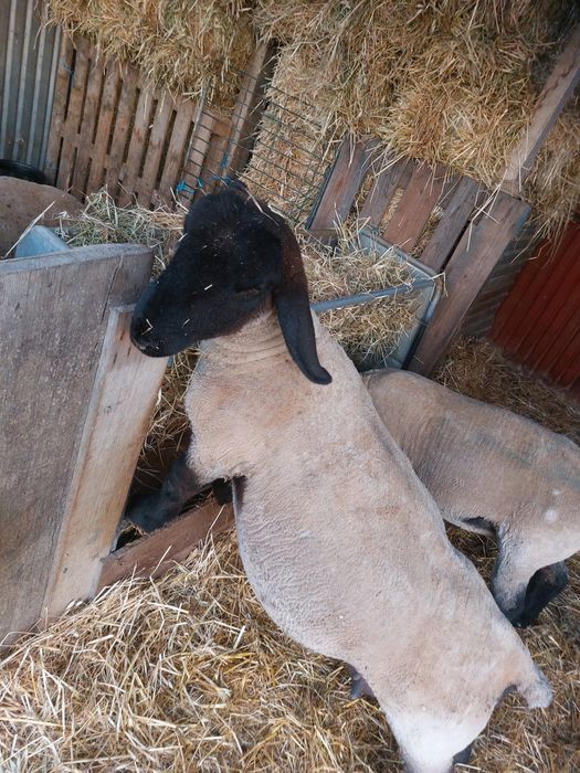 Casal Suffolk com pedigree