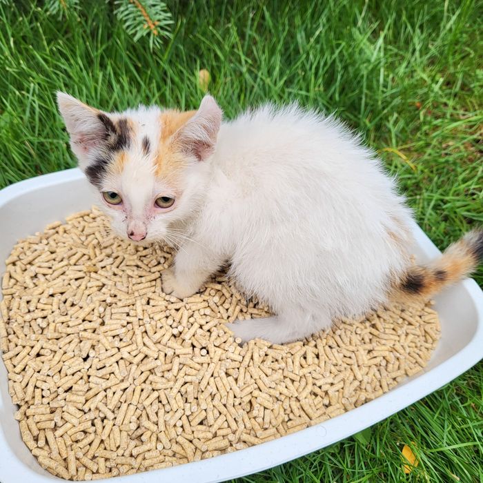 Кукурудзяний наповнювач 3.5мм 25кг