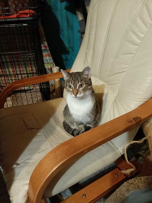 Ok 6 letnia Trzykrotka – wciąż czeka na swój szczęśliwy finał