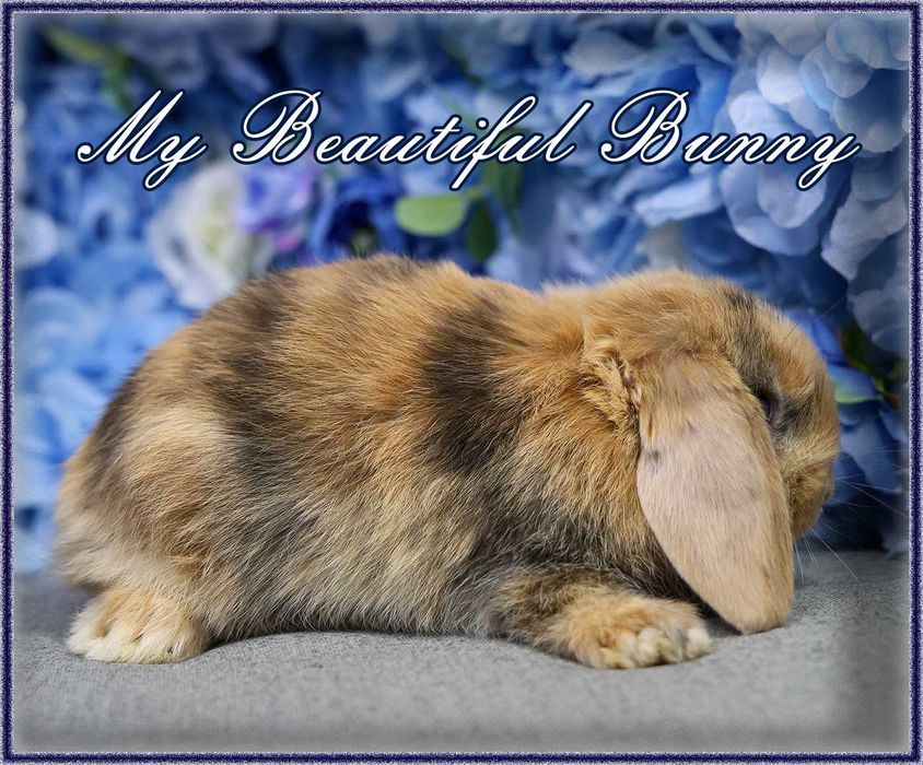 Młody Krolik Mini Lop - Harlequin