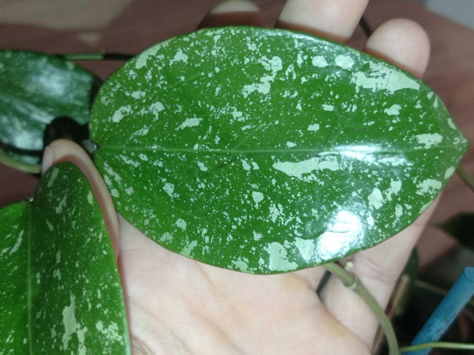 Hoya Hoja PARASITICA lao cięta