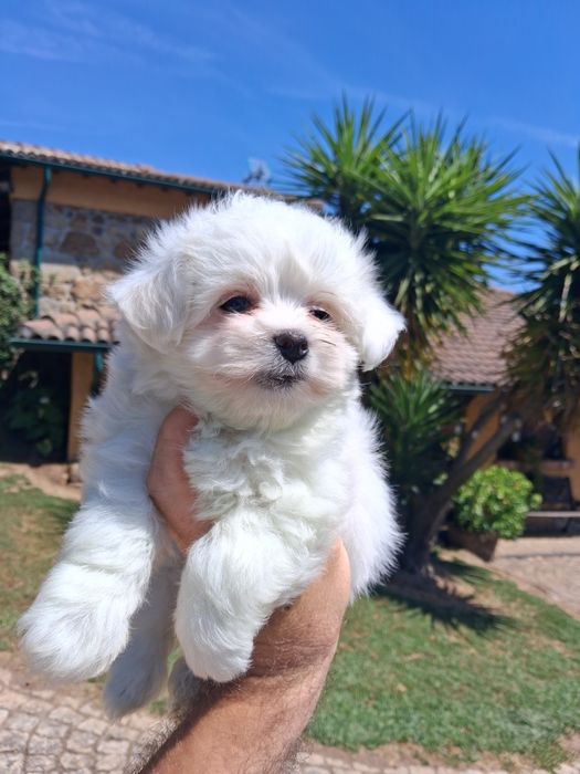 Bichon maltês fêmea