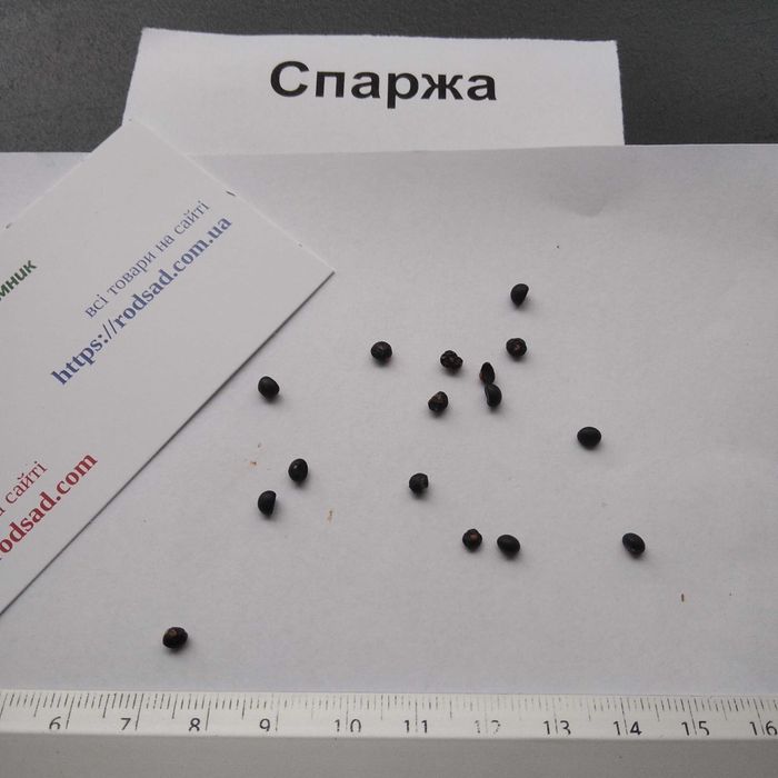 Спаржа насіння (2 сорти) семена аспарагус | є безкоштовна доставка