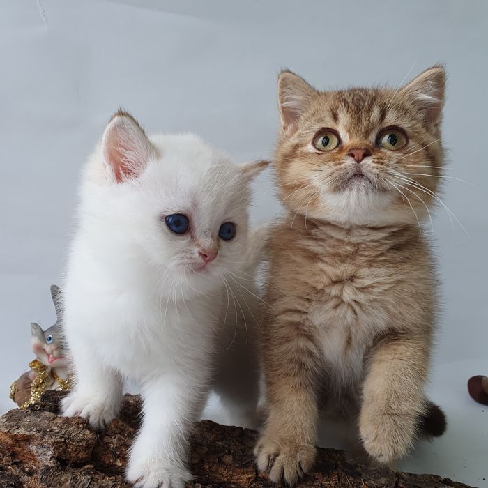 Киев Золотая шиншилла, породистые котята котенок котик, с документами