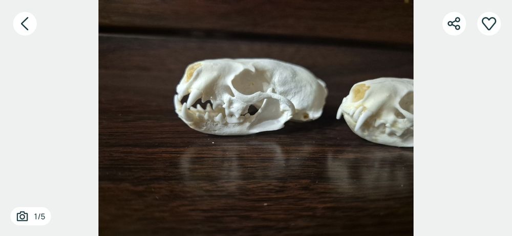 Norka amerykańska czaszka skull terrarium ptasznik