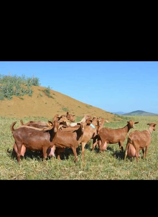 cabras leiteiras-Malaguena