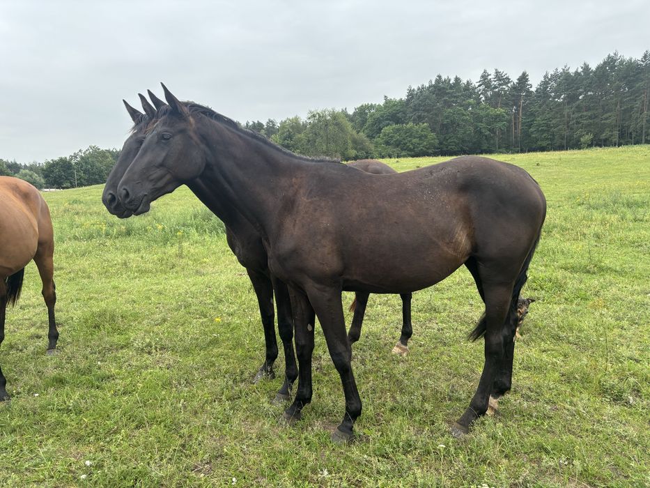 Klacz 2letnia po Dark Ann