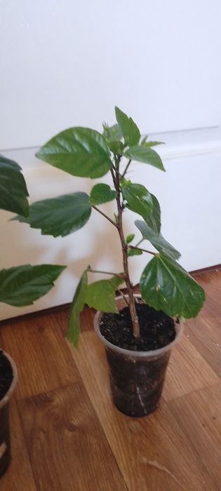 Подвой. гибискуса