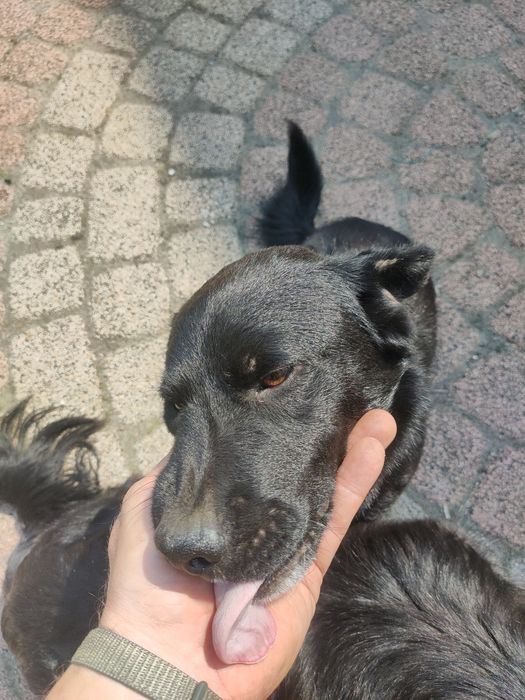 Oddam pieska kundelka