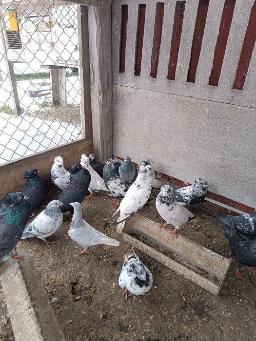 Gołębie gołębie ozdobne różnych ras