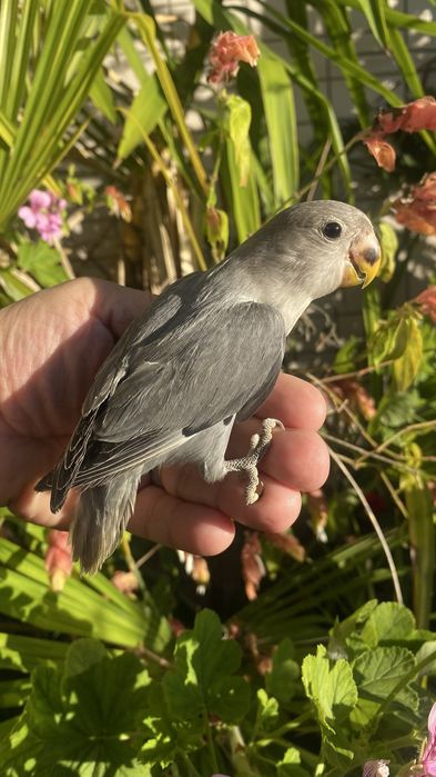 Agapornis domesticado