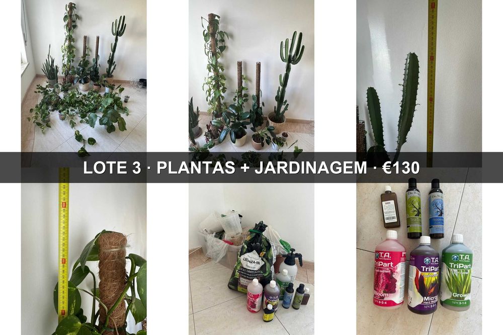 Lote ~15 plantas interior + acessórios premium jardinagem
