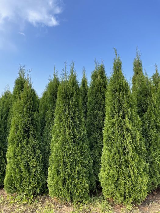 Tuja Szmaragd 250cm ‼️PRODUCENT‼️ thuje szmaragdowe