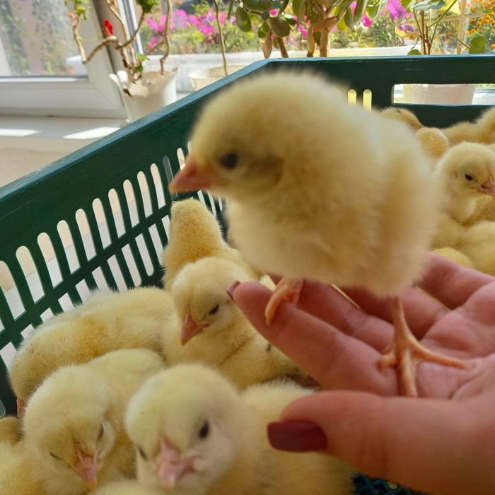 Добовий бройлер кобб