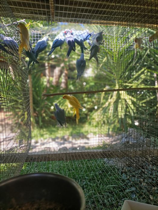 Ringnecks para dispensar