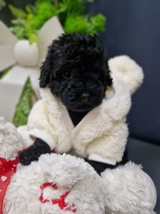 Pudel miniaturowy/toy szczeniak pełen uroku.