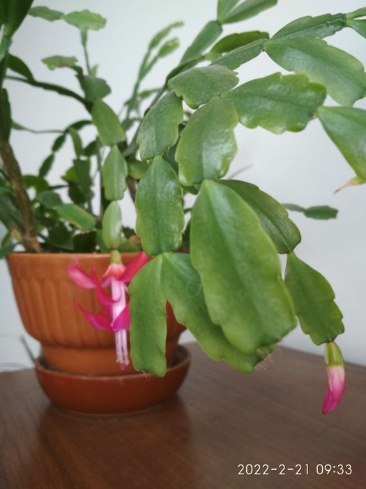 Рождественник или(зигокактус или Шлумбергера