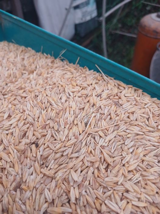 Продам пшеницу,ячмень