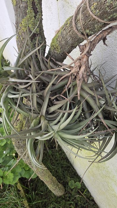 Tilandsia, planta aérea, sem vaso